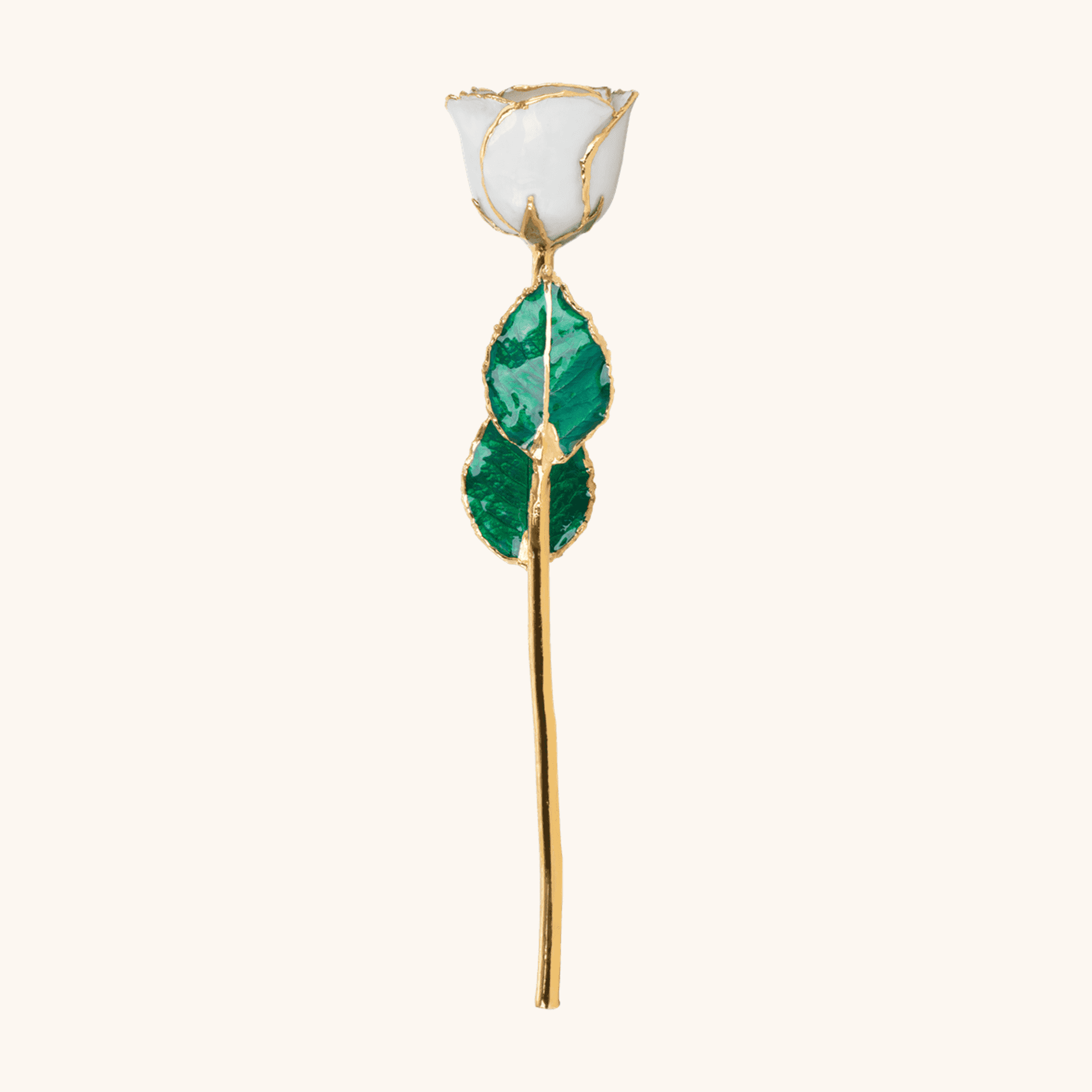 June Lacquered Pearl Colored Rose with Gold Trim_1